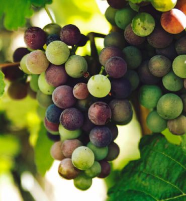 TABLE GRAPES – CHILE SEASON REPORT 2015 – 2016 – UPDATE