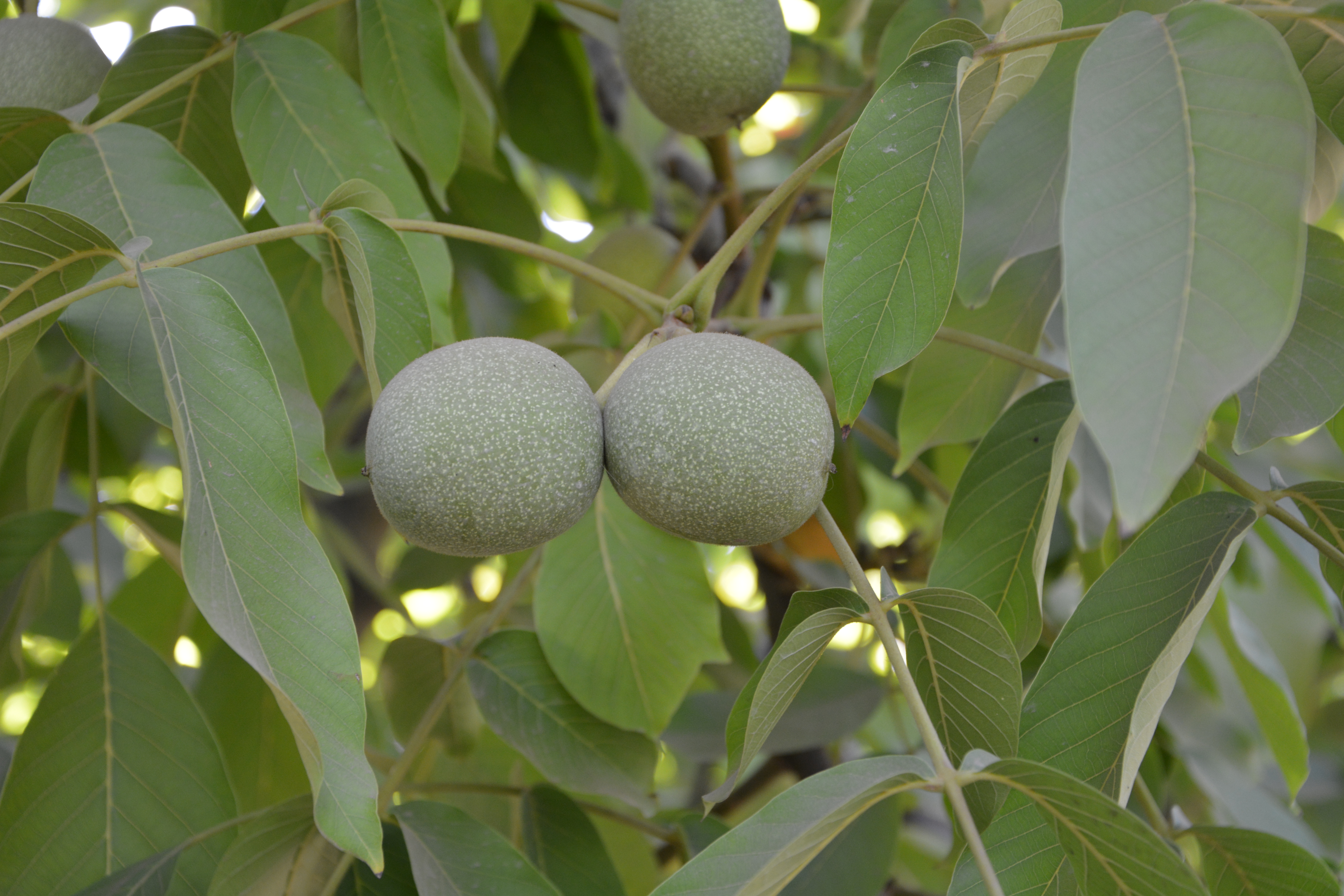 Dried Fruits and Nuts from CHILE